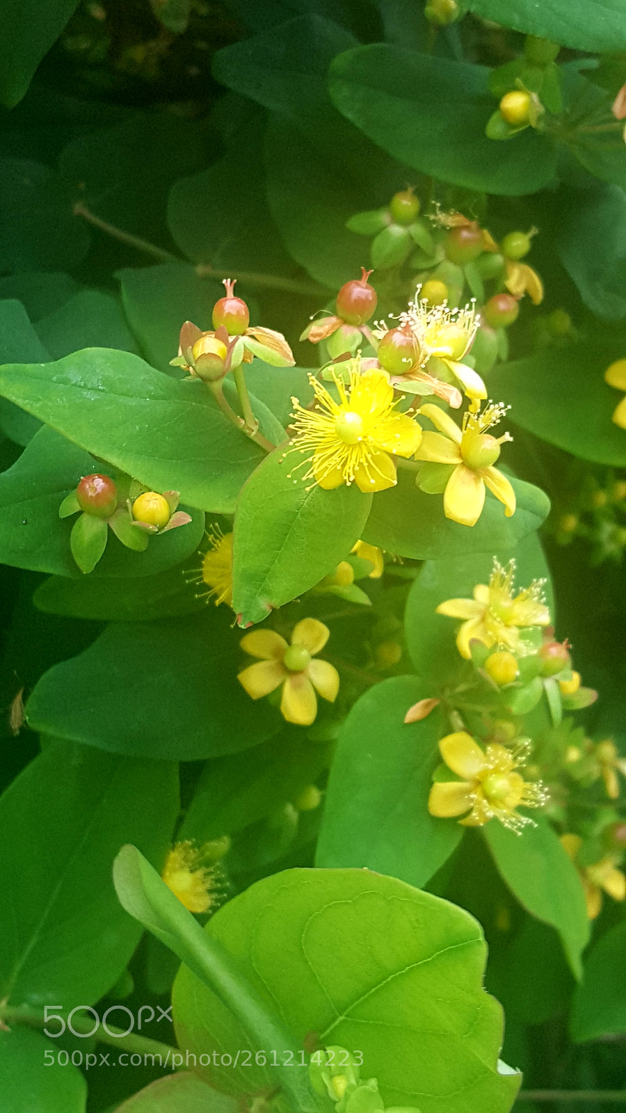 Samsung Galaxy S6 sample photo. Loving the yellow photography