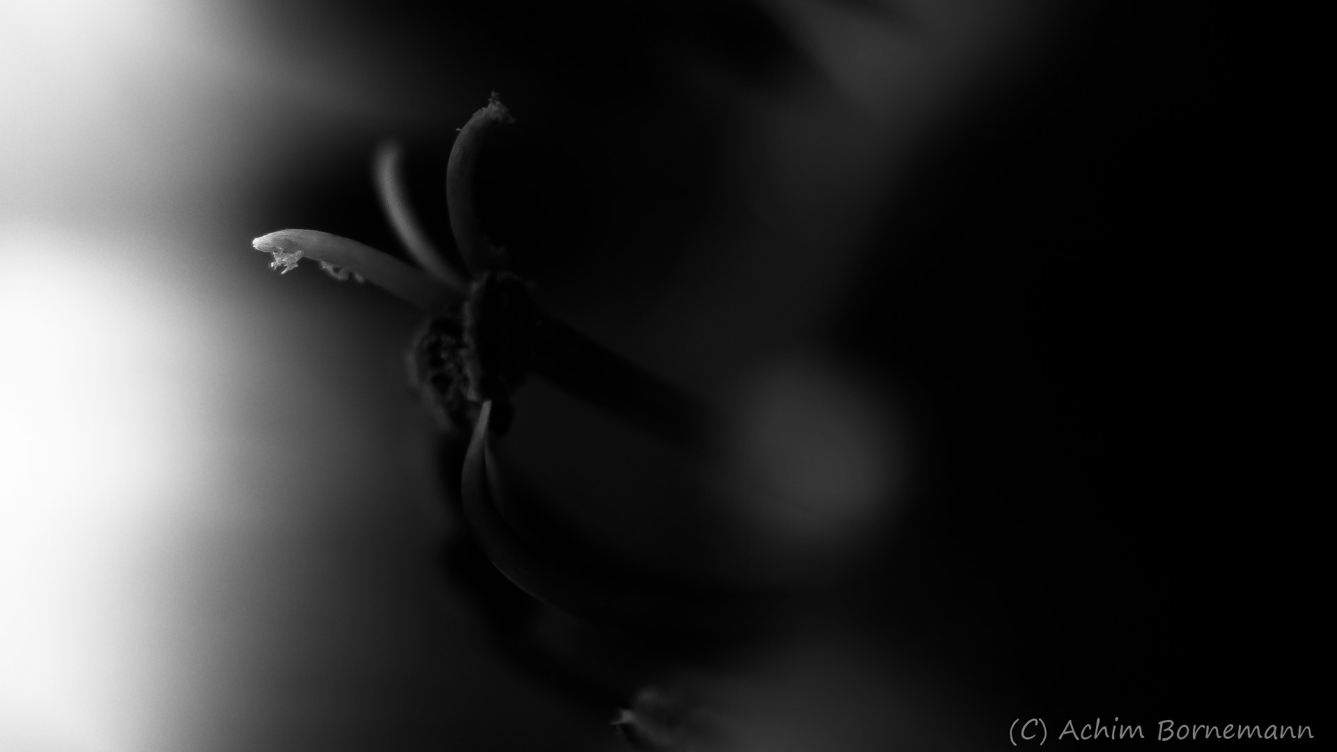 Sony SLT-A68 sample photo. Essence photography