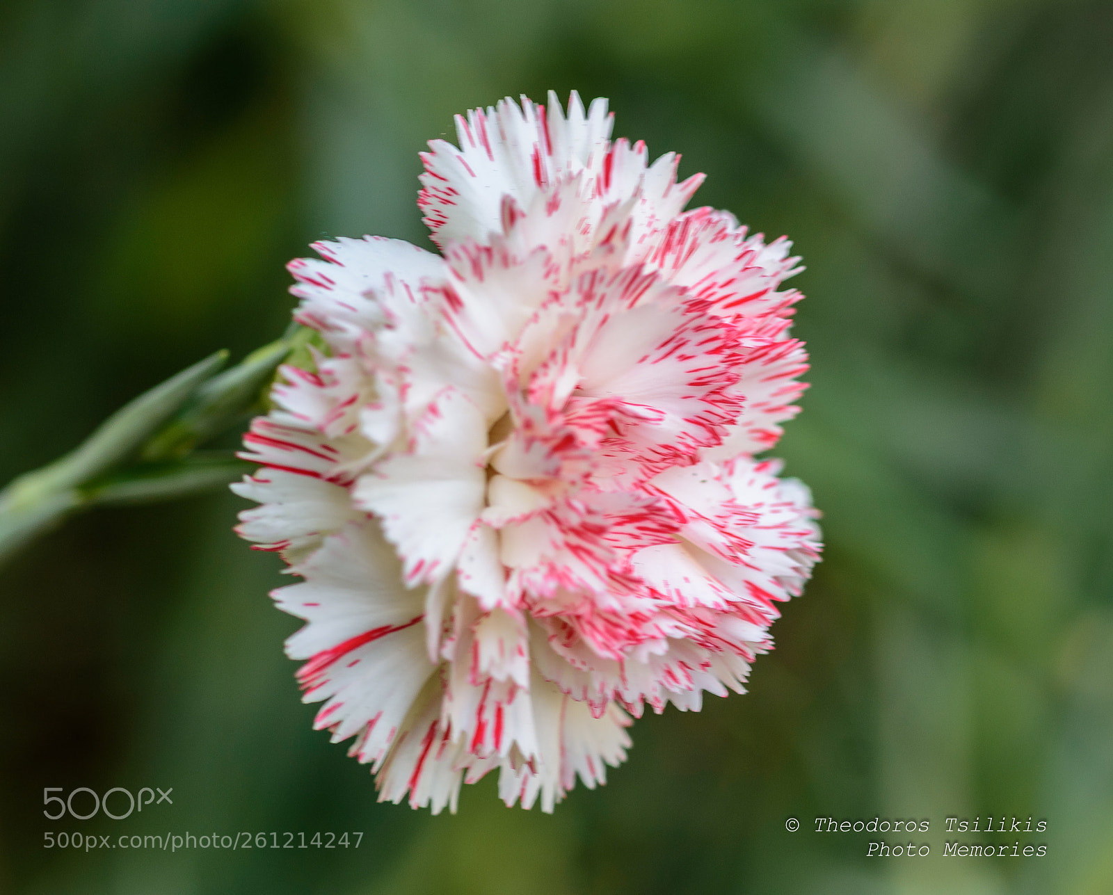 Nikon D7200 sample photo. Flower closeup photography