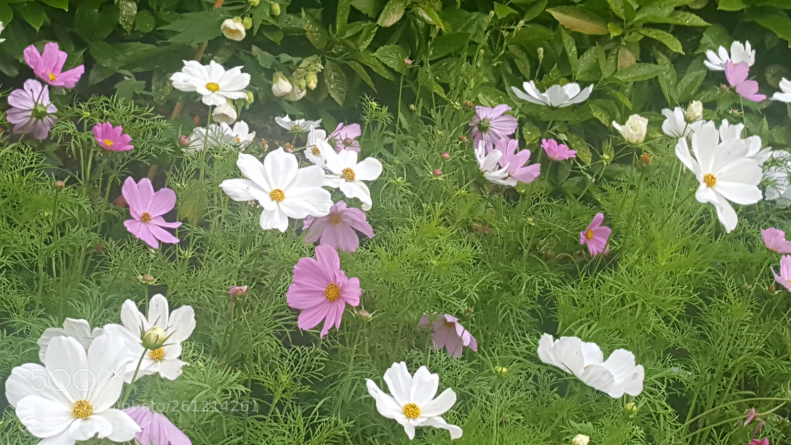 Samsung Galaxy S6 sample photo. New flowers in hyde photography