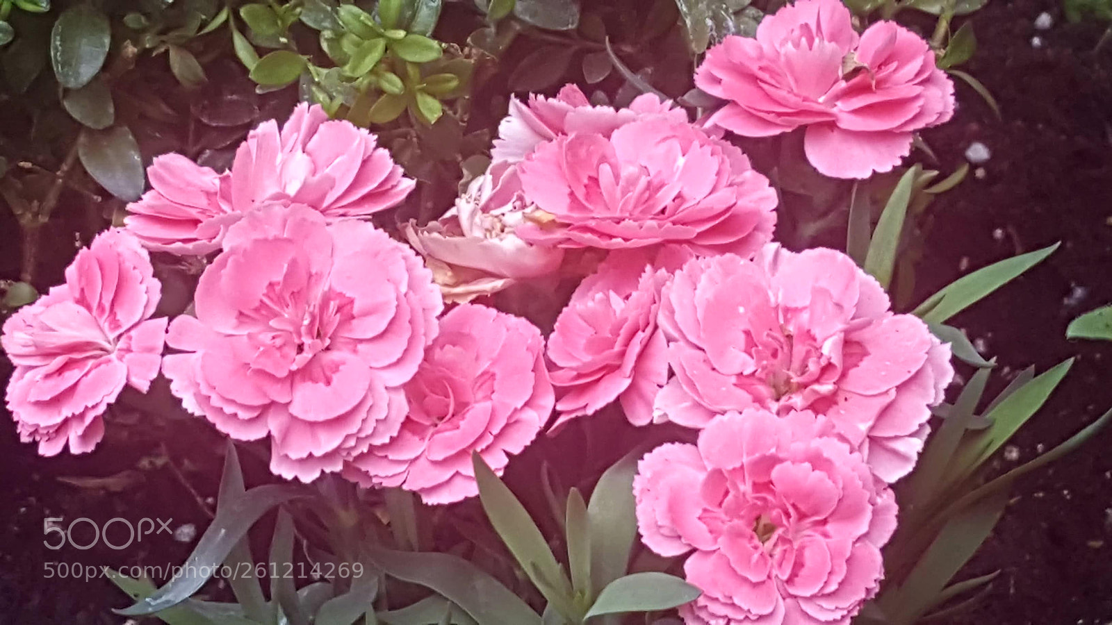 Samsung Galaxy S6 sample photo. Pink blooms photography