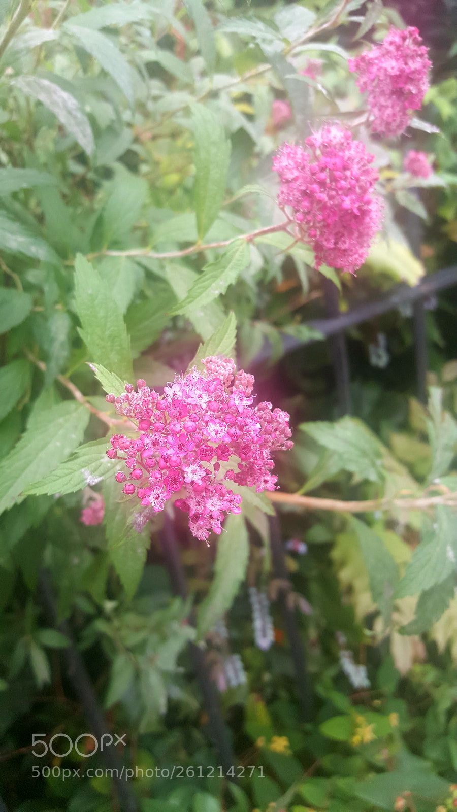 Samsung Galaxy S6 sample photo. Pink trifecta photography