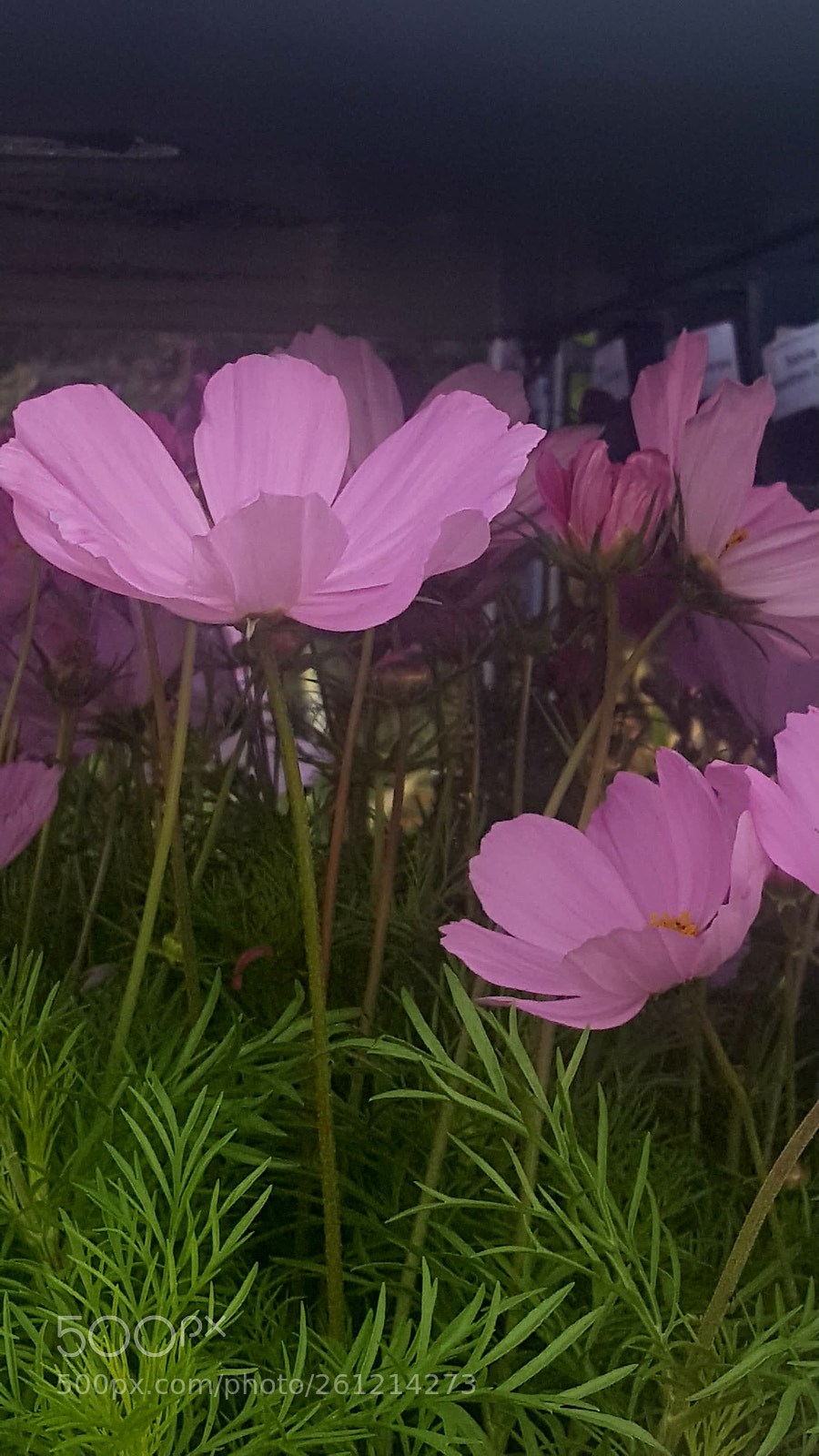 Samsung Galaxy S6 sample photo. Pinky purple flowers awaiting photography