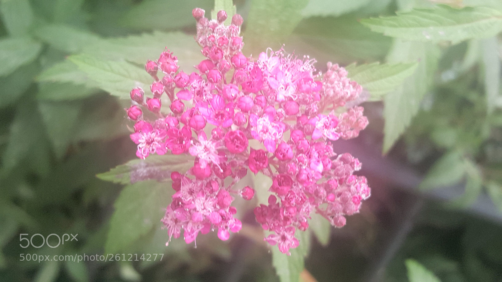 Samsung Galaxy S6 sample photo. Pretty little pink flowers photography