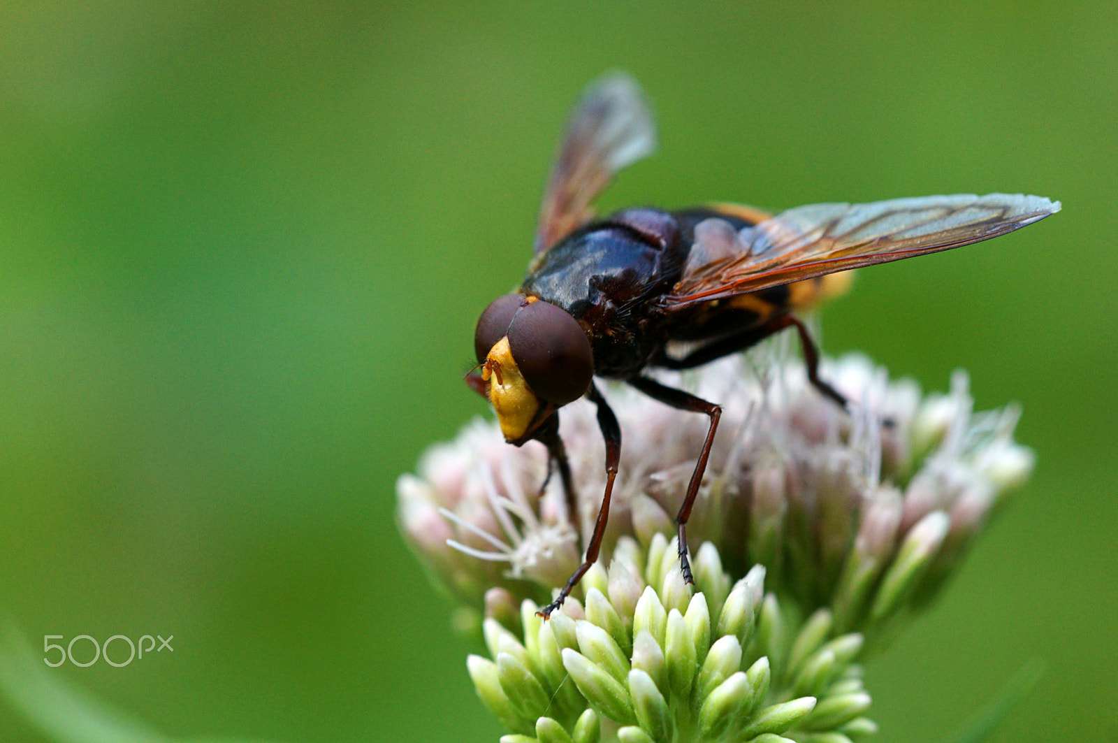 Sony SLT-A57 sample photo. Volucella zonaria photography