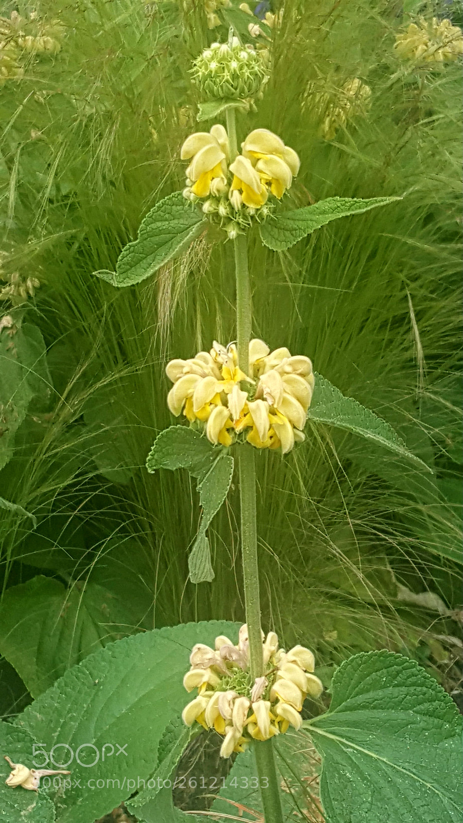 Samsung Galaxy S6 sample photo. Yellow trifecta photography