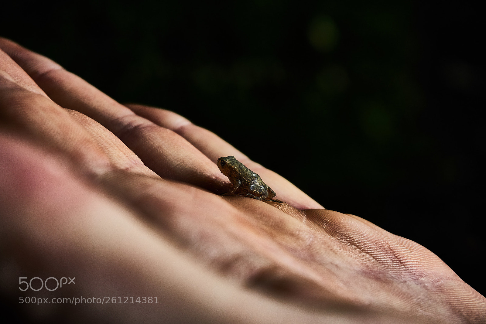 Sony a6000 sample photo. Der frosch photography