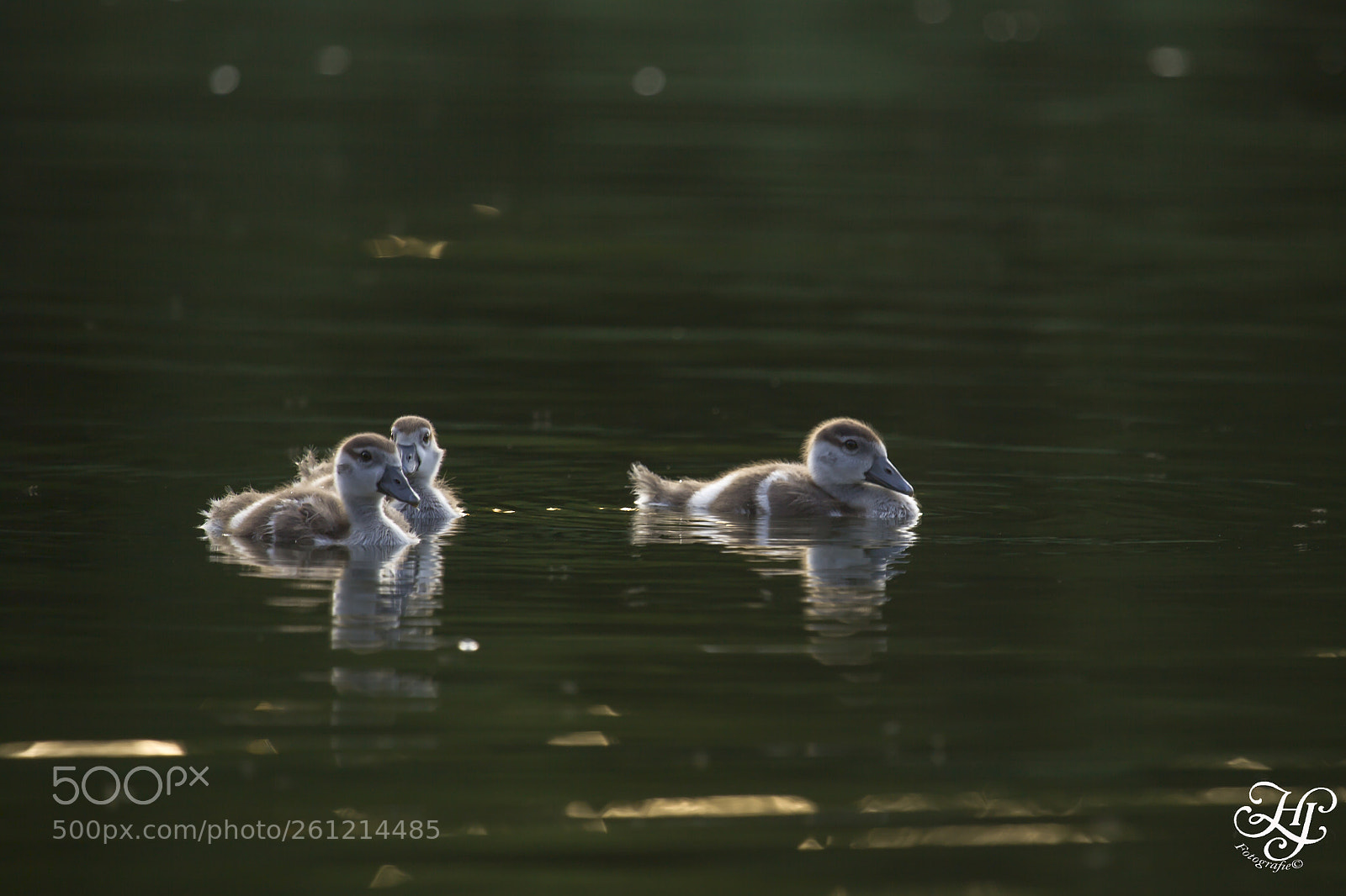 Canon EOS 5D Mark II sample photo. Jonge nijlgans (alopochen aegyptiaca) photography