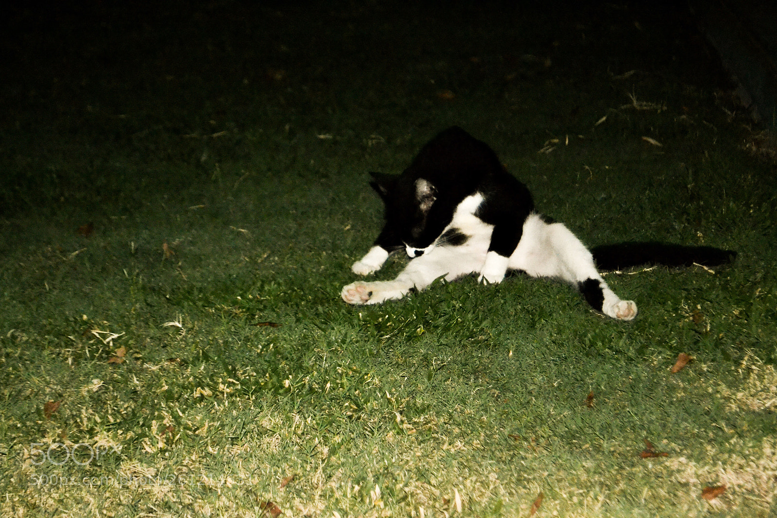 Nikon D3100 sample photo. Cat photography