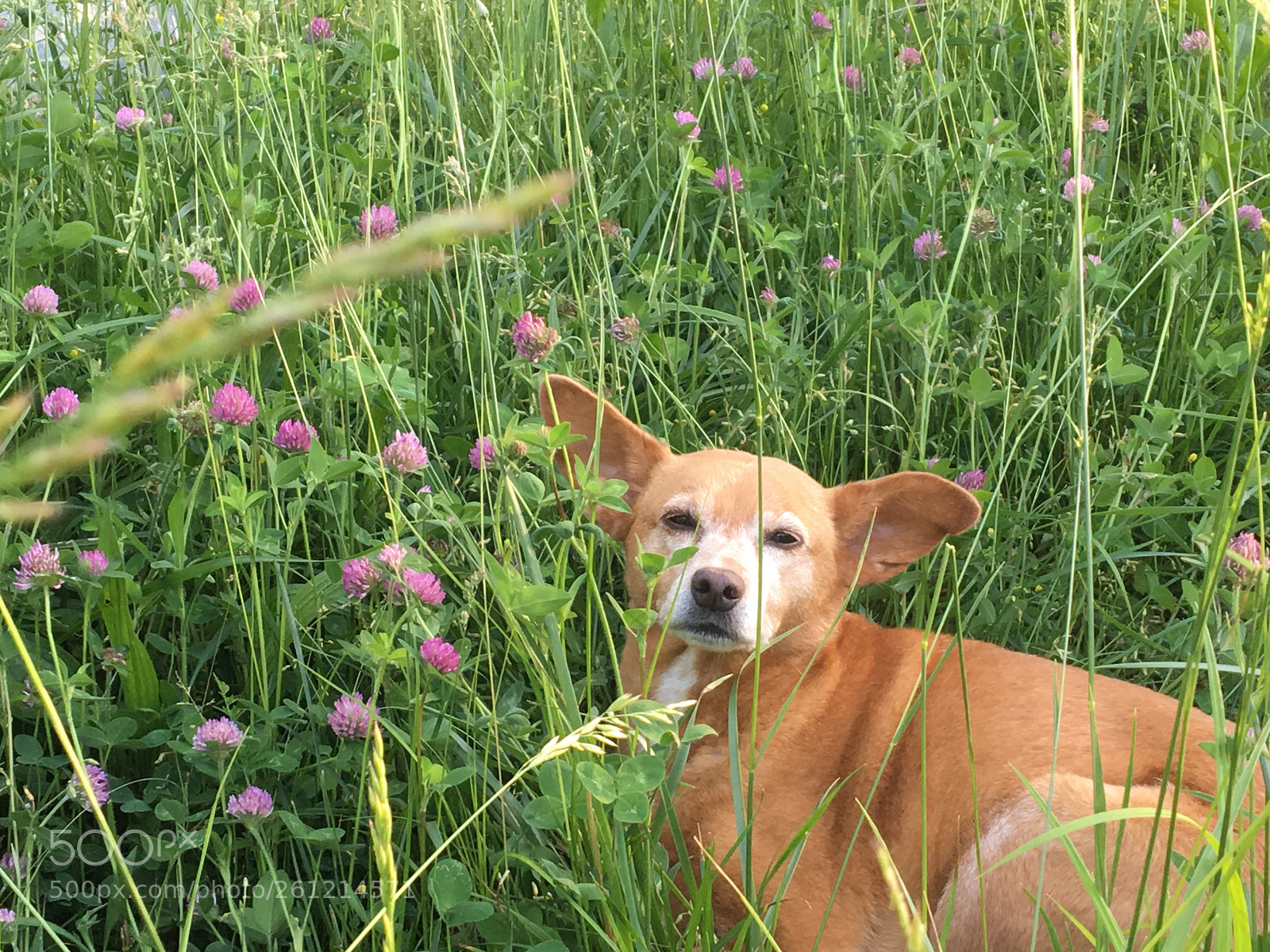 Apple iPhone 6s sample photo. Libby photography