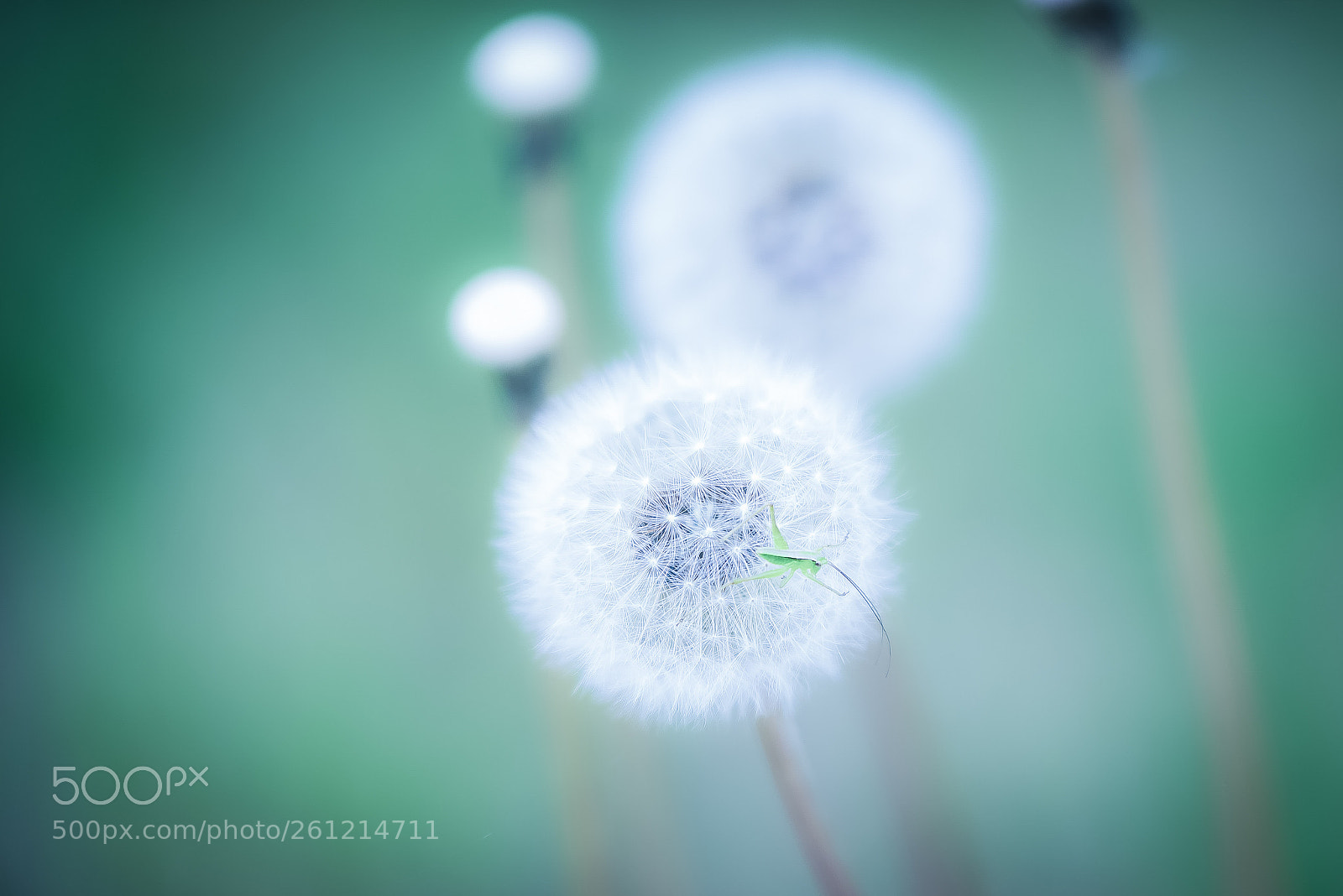 Nikon D810 sample photo. Dandelion photography
