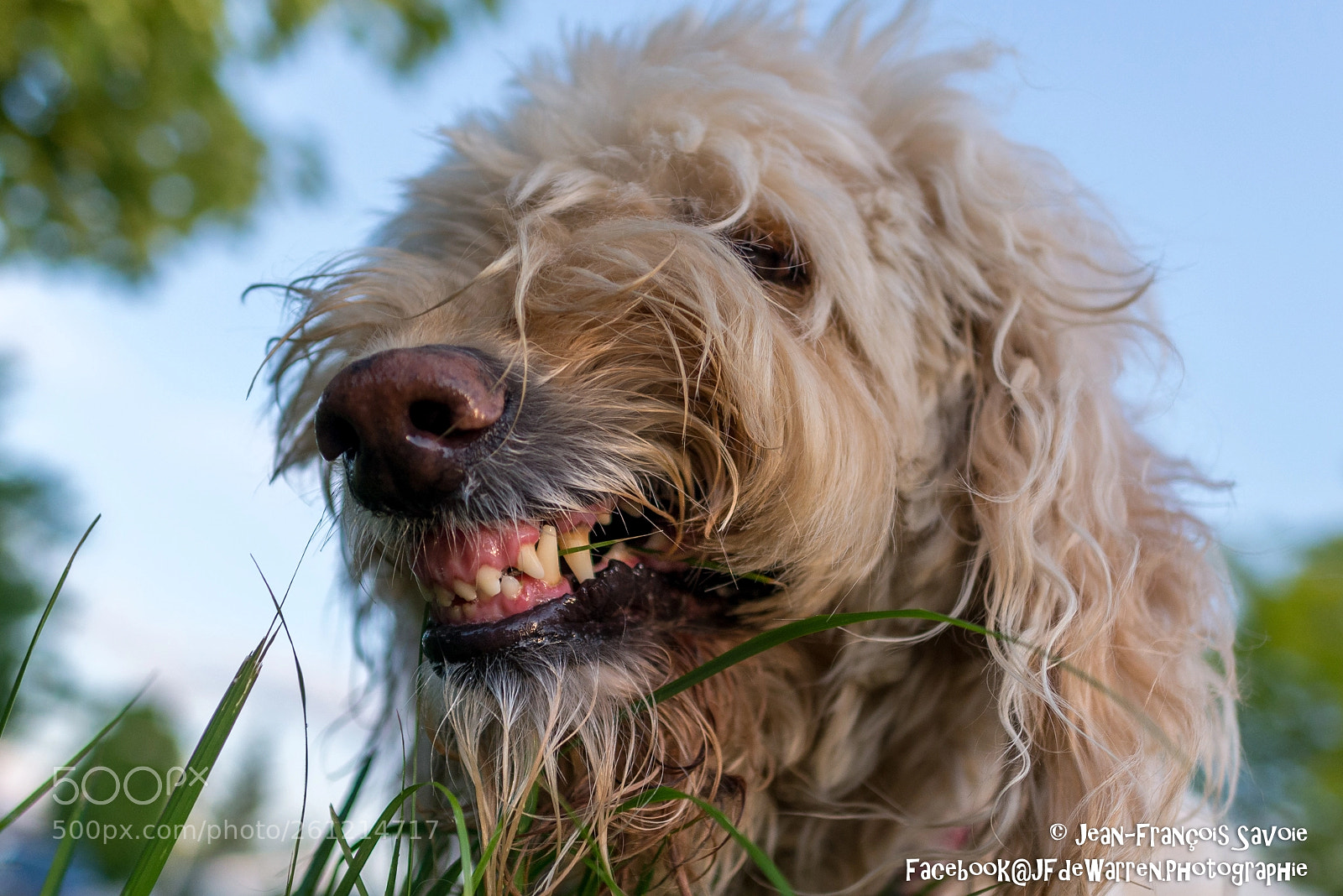 Nikon D600 sample photo. Happy dog - un photography