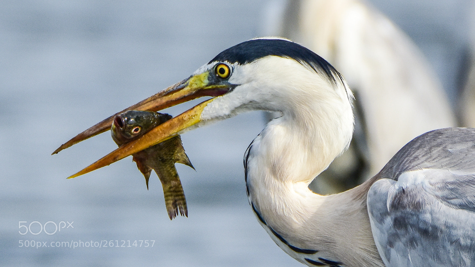 Nikon D7200 sample photo. Heron with a fish photography