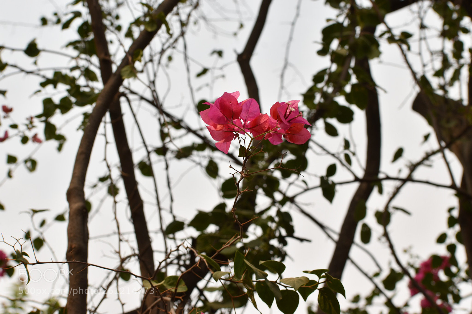 Nikon D5600 sample photo. Untitled photography