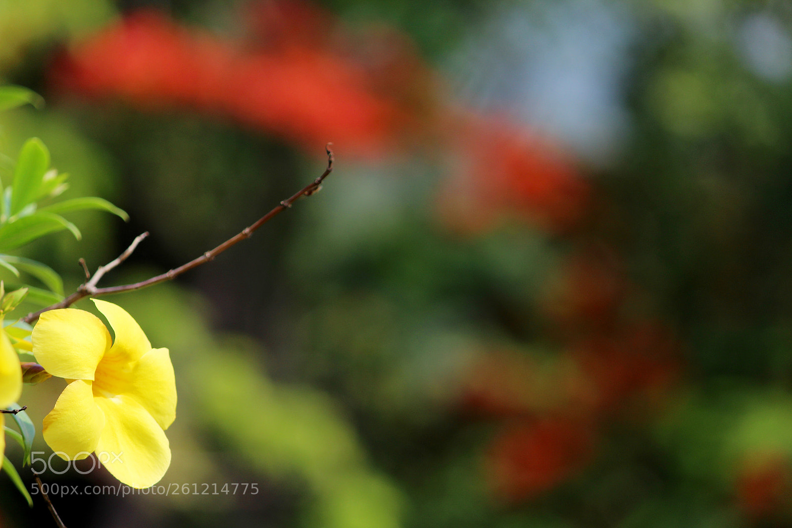 Canon EOS 1300D (EOS Rebel T6 / EOS Kiss X80) sample photo. Nature background flower photography