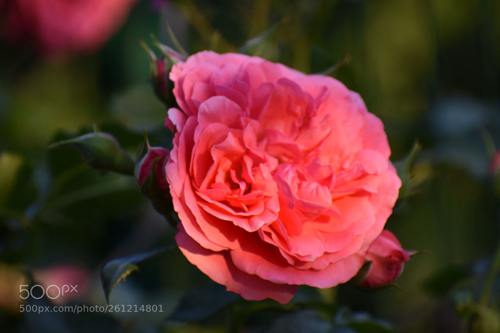 Nikon D3400 sample photo. Untitled photography