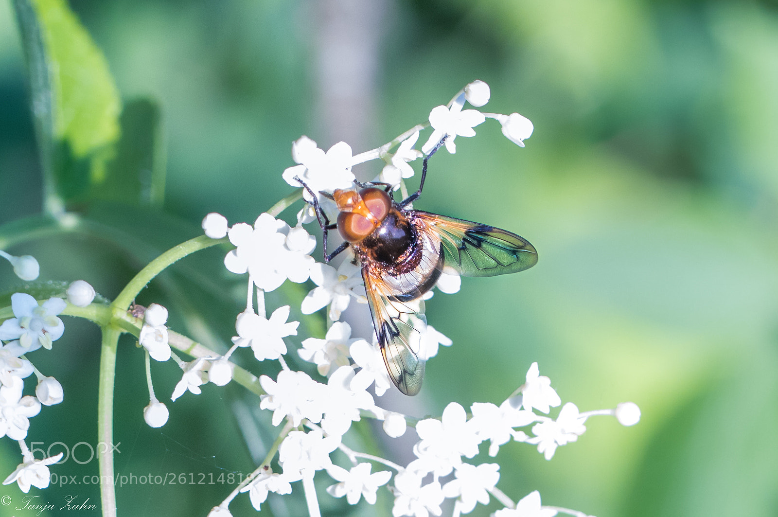 Canon EOS 77D (EOS 9000D / EOS 770D) sample photo. Insect photography