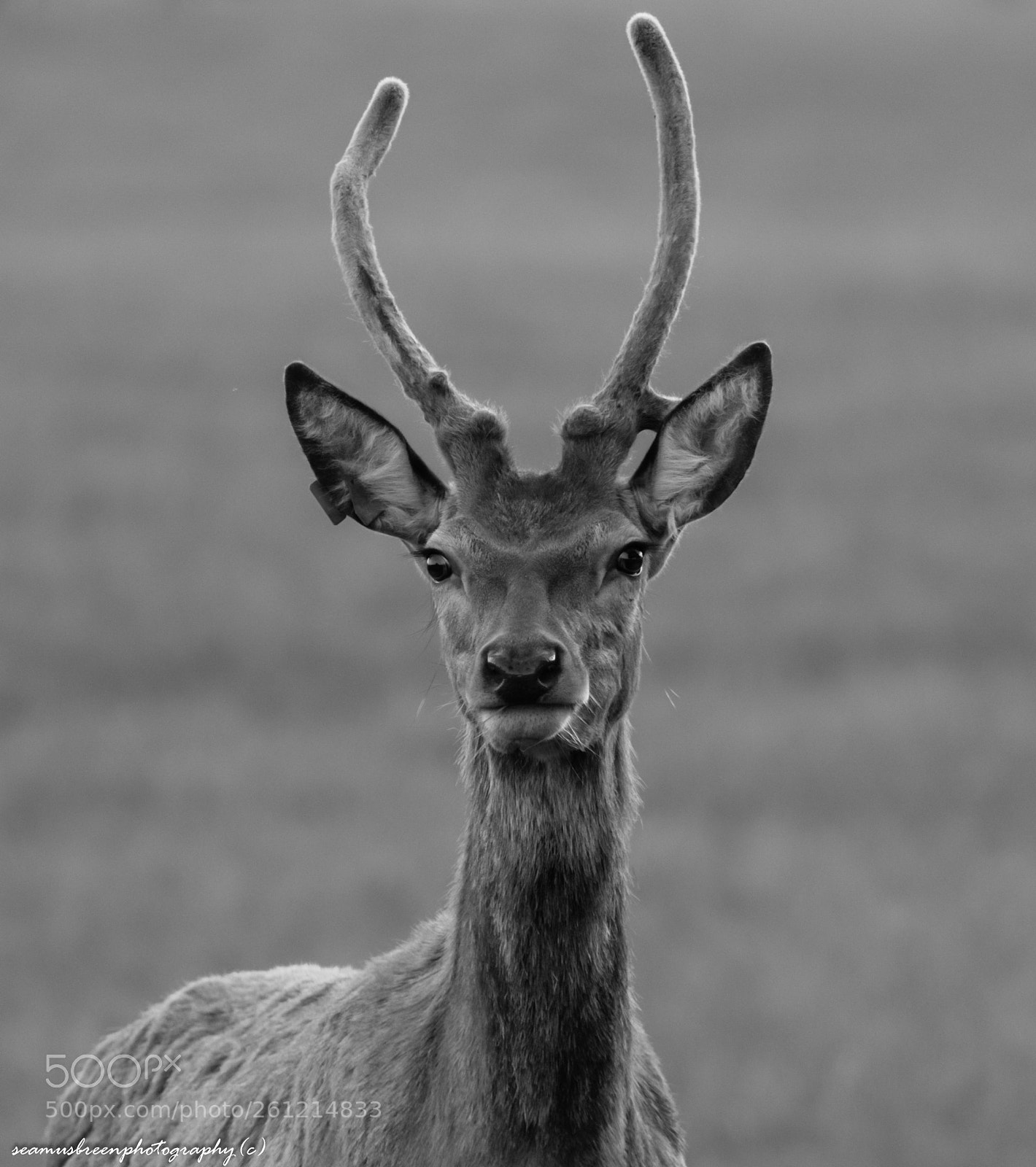 Nikon D850 sample photo. Young stag photography