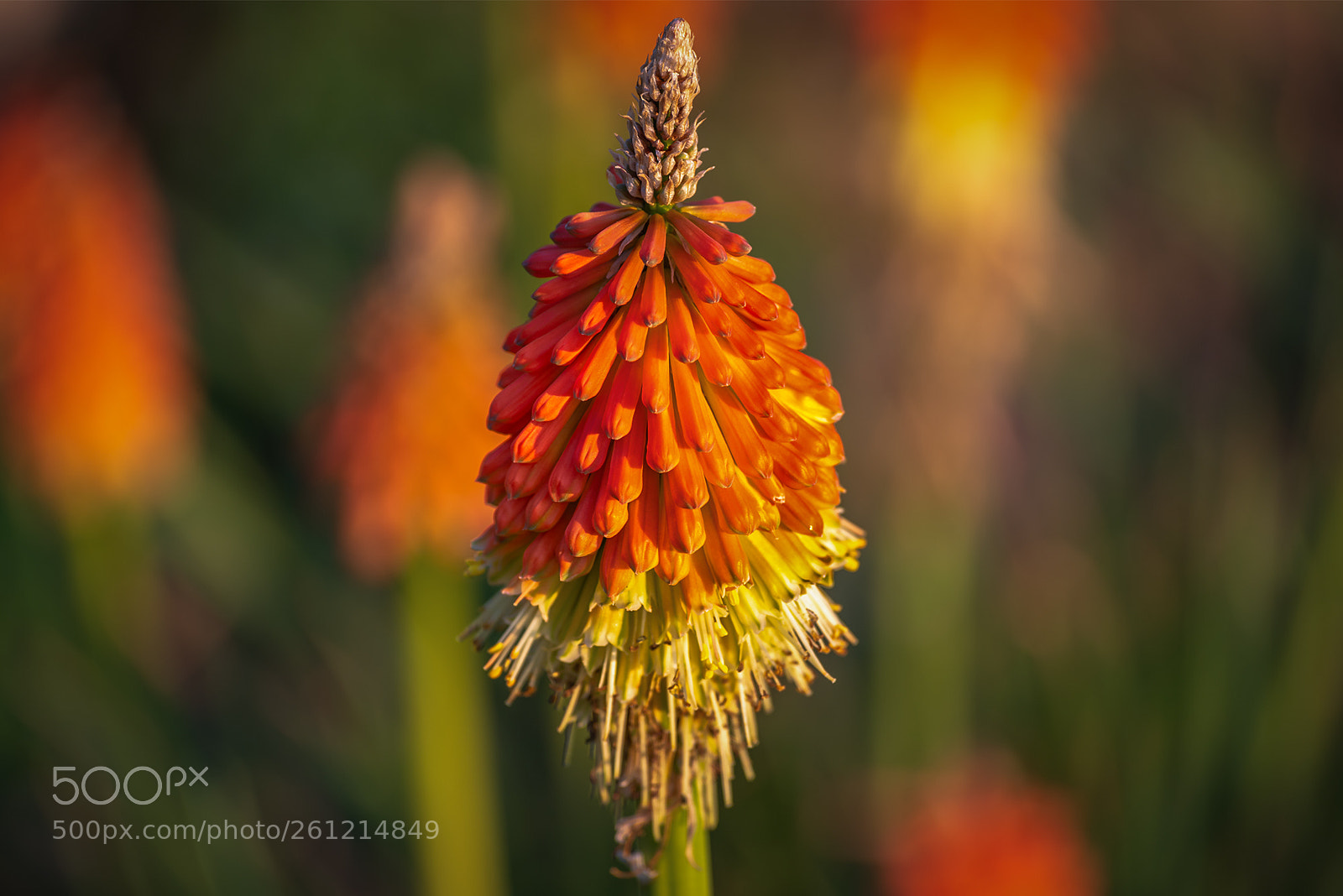 Pentax K-1 sample photo. Fackellilie | kniphofia photography