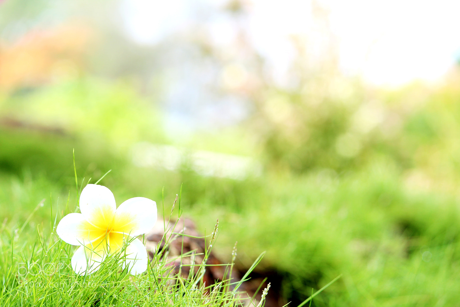 Canon EOS 1300D (EOS Rebel T6 / EOS Kiss X80) sample photo. Nature background photography