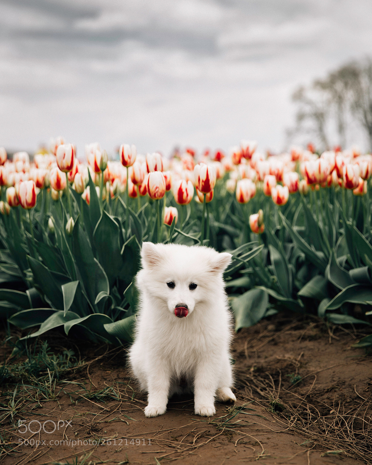 Canon EOS 6D sample photo. Puppy love.  photography