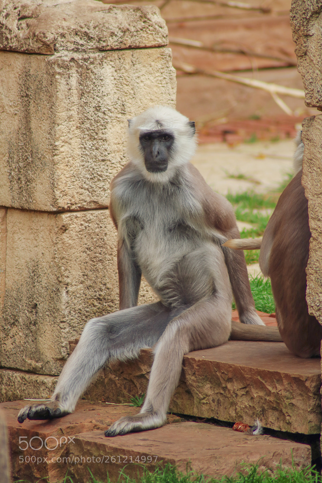 Canon EOS 750D (EOS Rebel T6i / EOS Kiss X8i) sample photo. Monkey photography