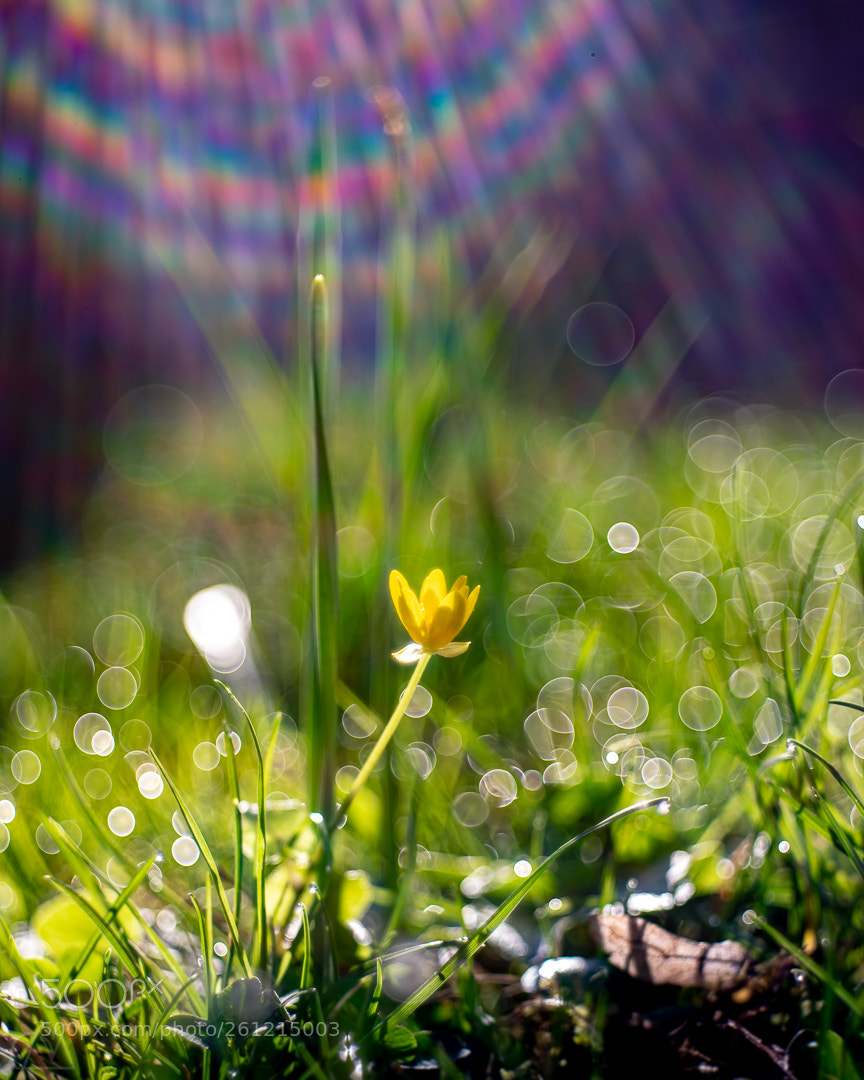 Nikon D3300 sample photo. Buttercup, lens flares and photography