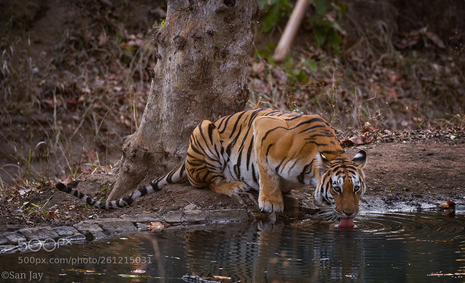 Canon EOS 7D Mark II sample photo. Tiger photography