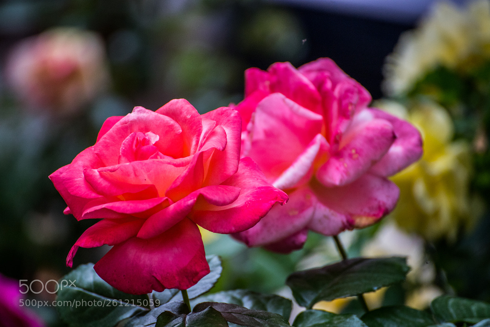 Canon EOS 6D Mark II sample photo. Fleur photography