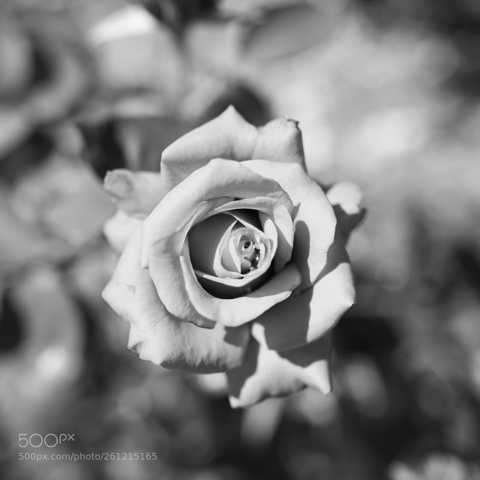Nikon D850 sample photo. Spiral petal photography