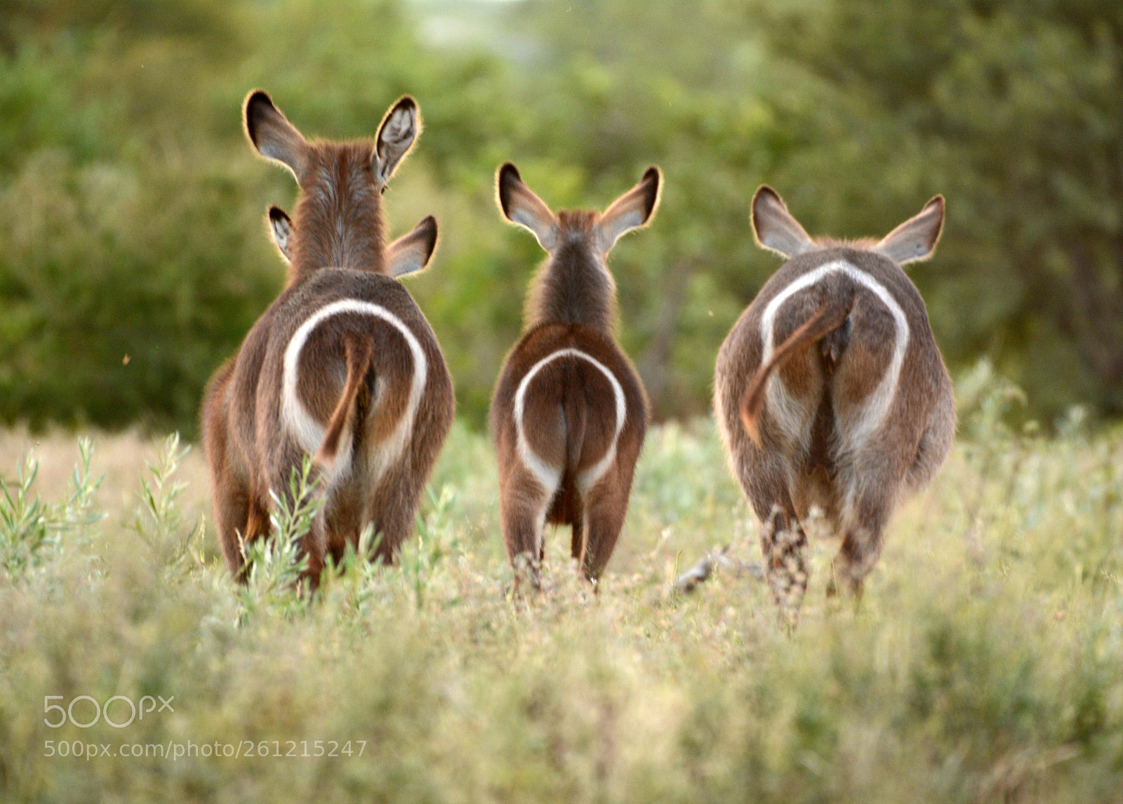 Nikon D7100 sample photo. Water buck photography