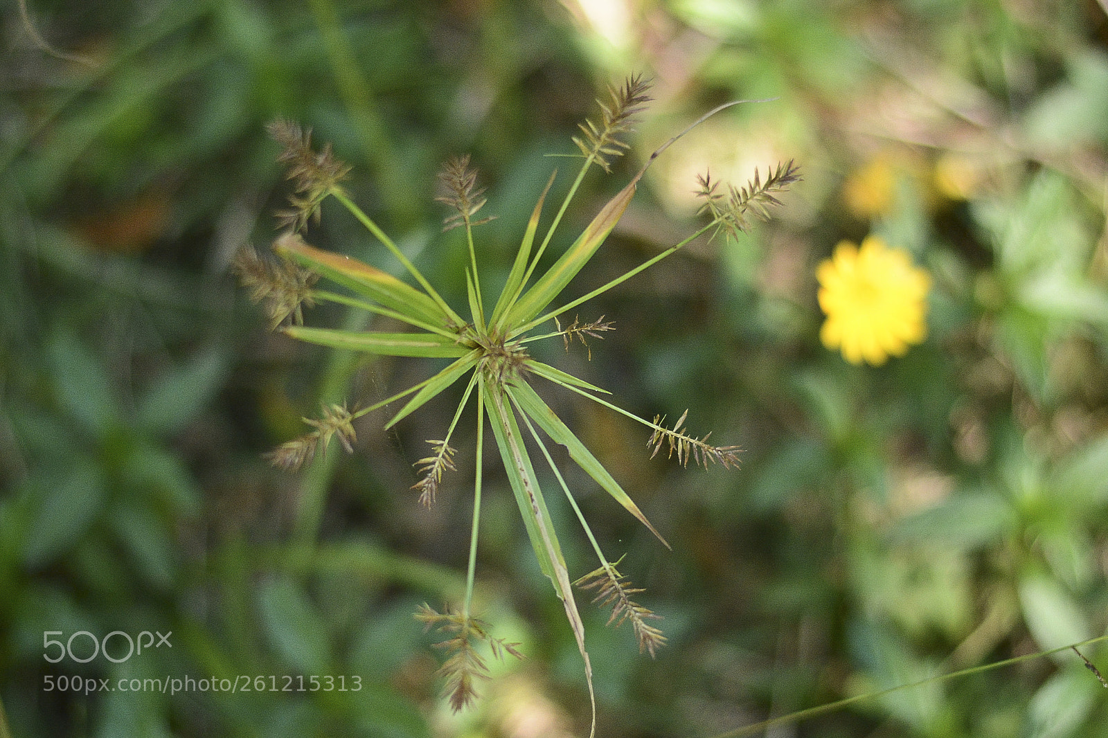 Nikon D7100 sample photo. Pequeninas surpresas da natureza. photography