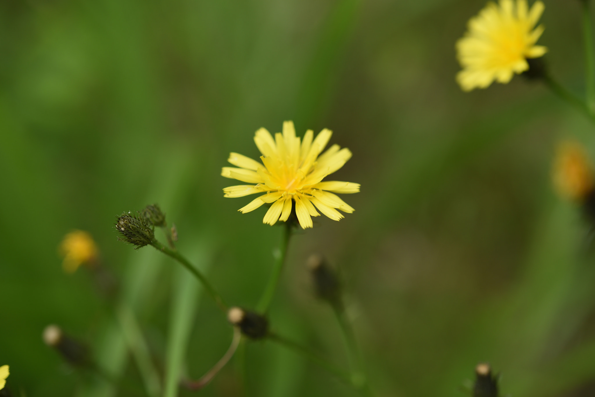 Nikon AF-S Micro-Nikkor 60mm F2.8G ED sample photo. オニビラコ photography