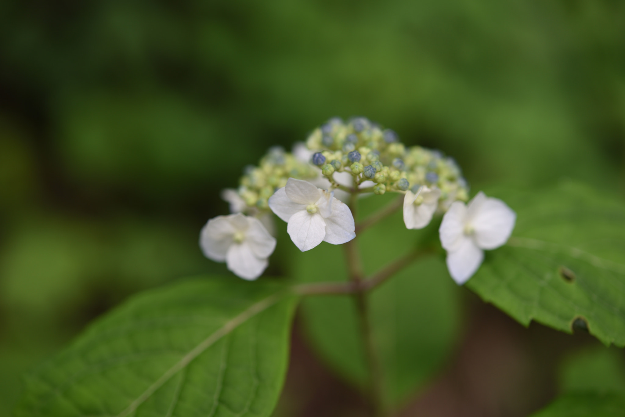 Nikon D750 + Nikon AF-S Micro-Nikkor 60mm F2.8G ED sample photo. ガクアジサイ photography