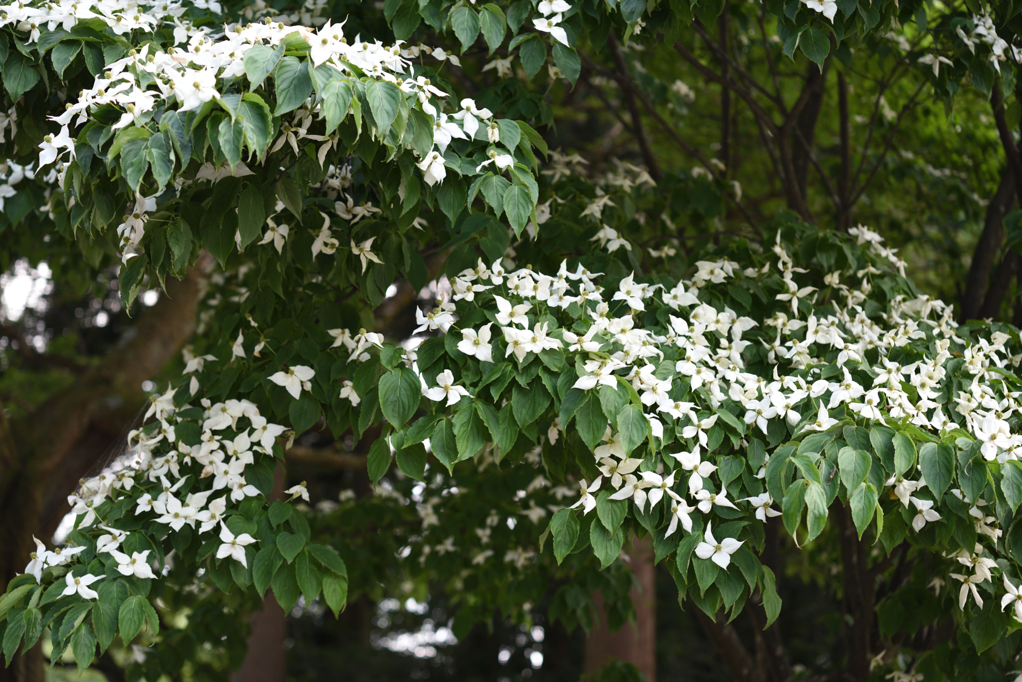 Nikon D750 + Nikon AF-S Micro-Nikkor 60mm F2.8G ED sample photo. ヤマボウシ photography