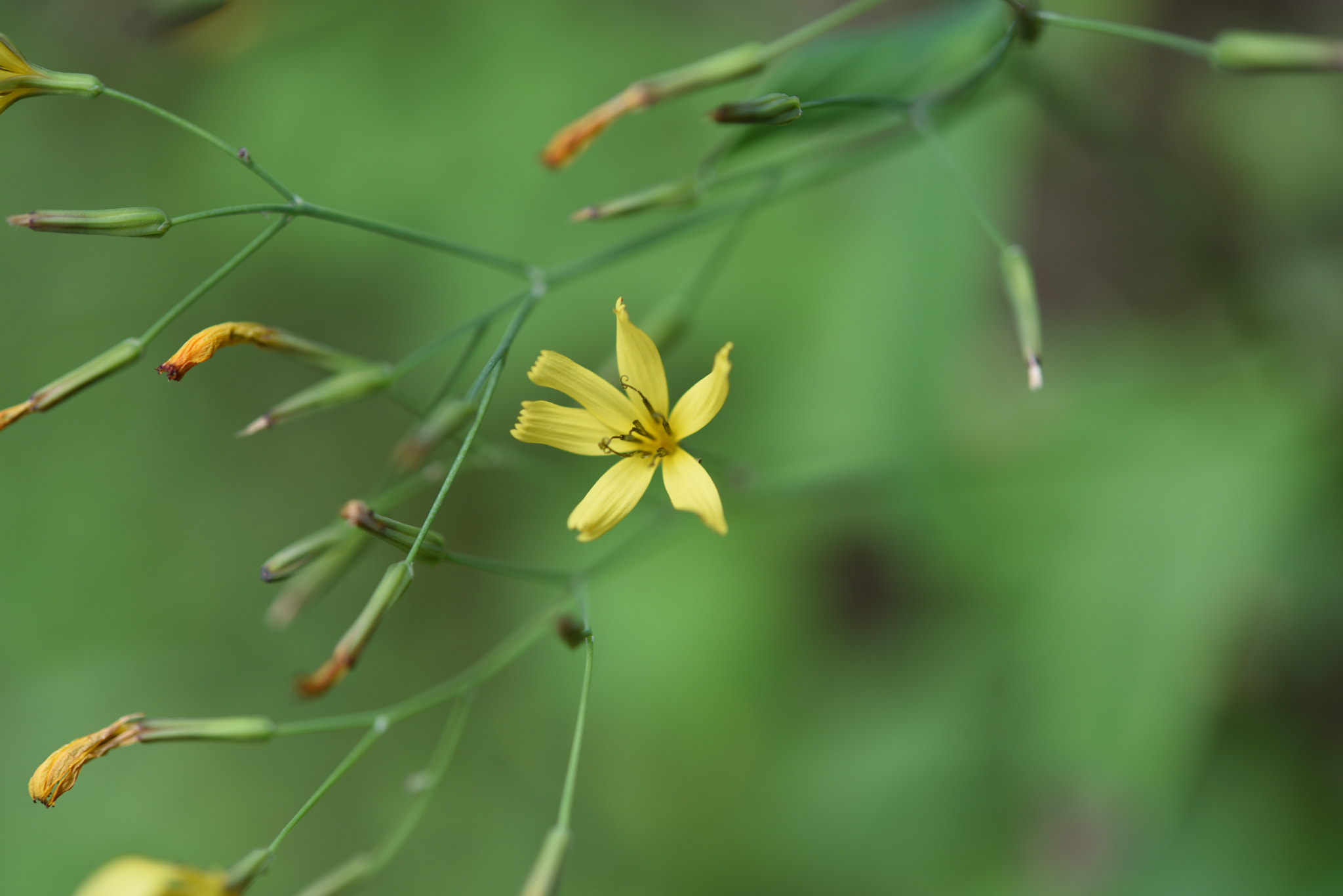 Nikon AF-S Micro-Nikkor 60mm F2.8G ED sample photo. ニガナ photography