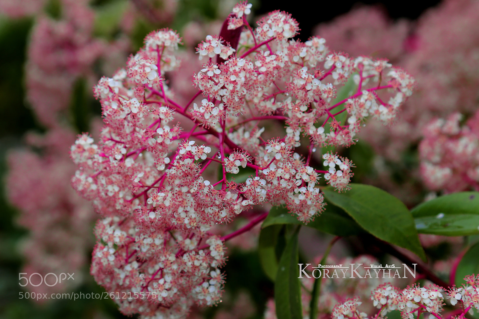 Canon EOS 6D sample photo. Pembe i ek pink photography