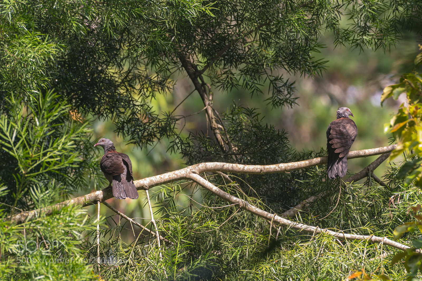 Nikon D500 sample photo. Nilgiri wood pigeon (pair) photography