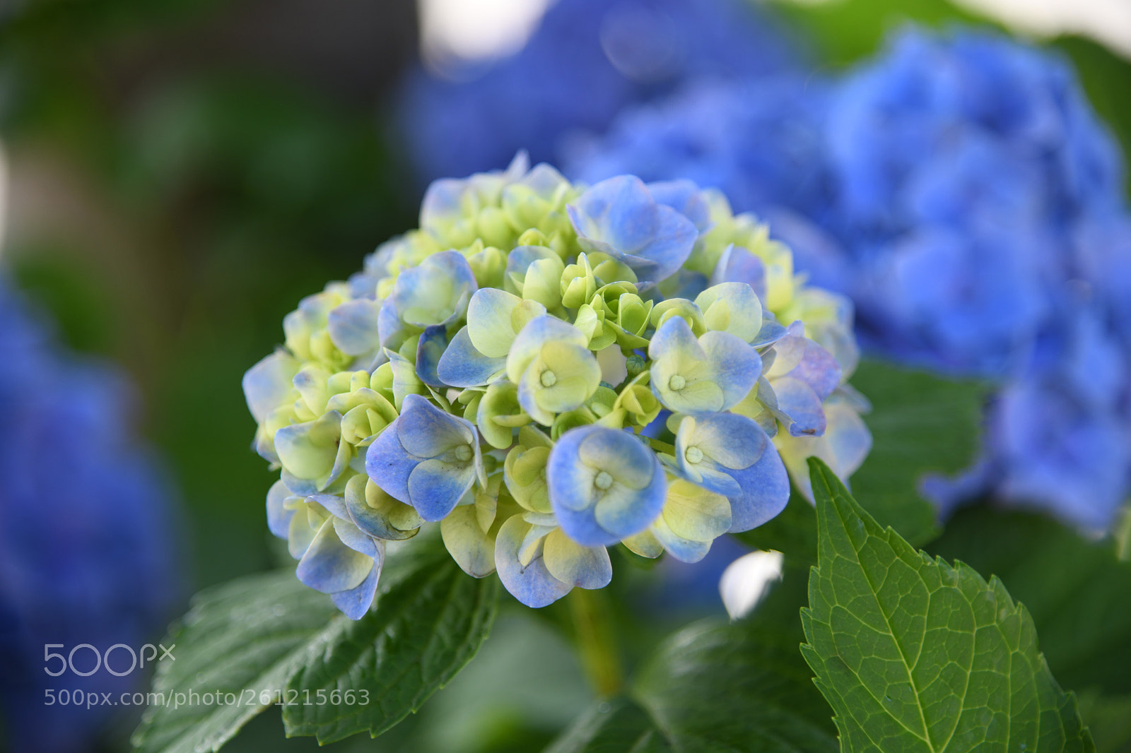Nikon D850 sample photo. Soft colored hydrangeas in photography