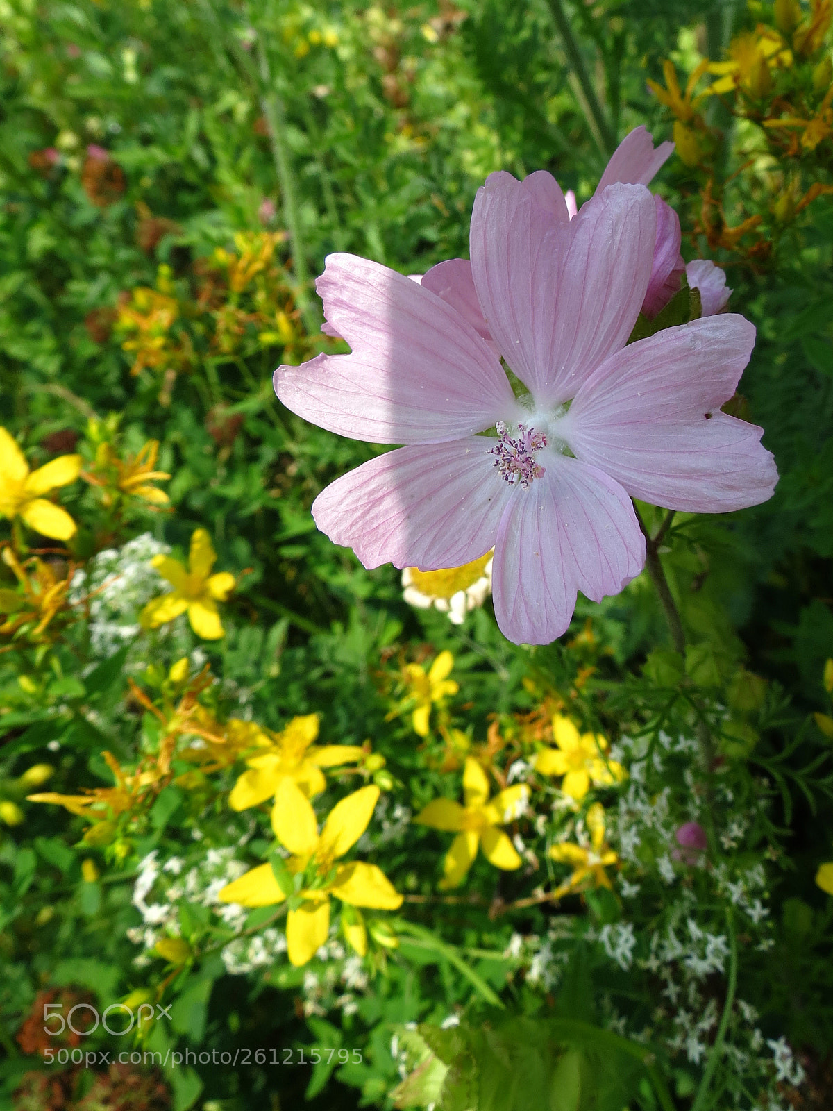 Canon PowerShot SX40 HS sample photo. Malva moschata photography