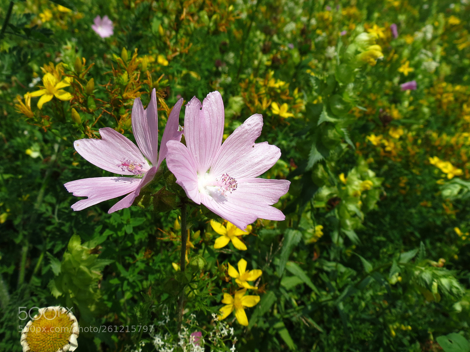 Canon PowerShot SX40 HS sample photo. Malva moschata photography