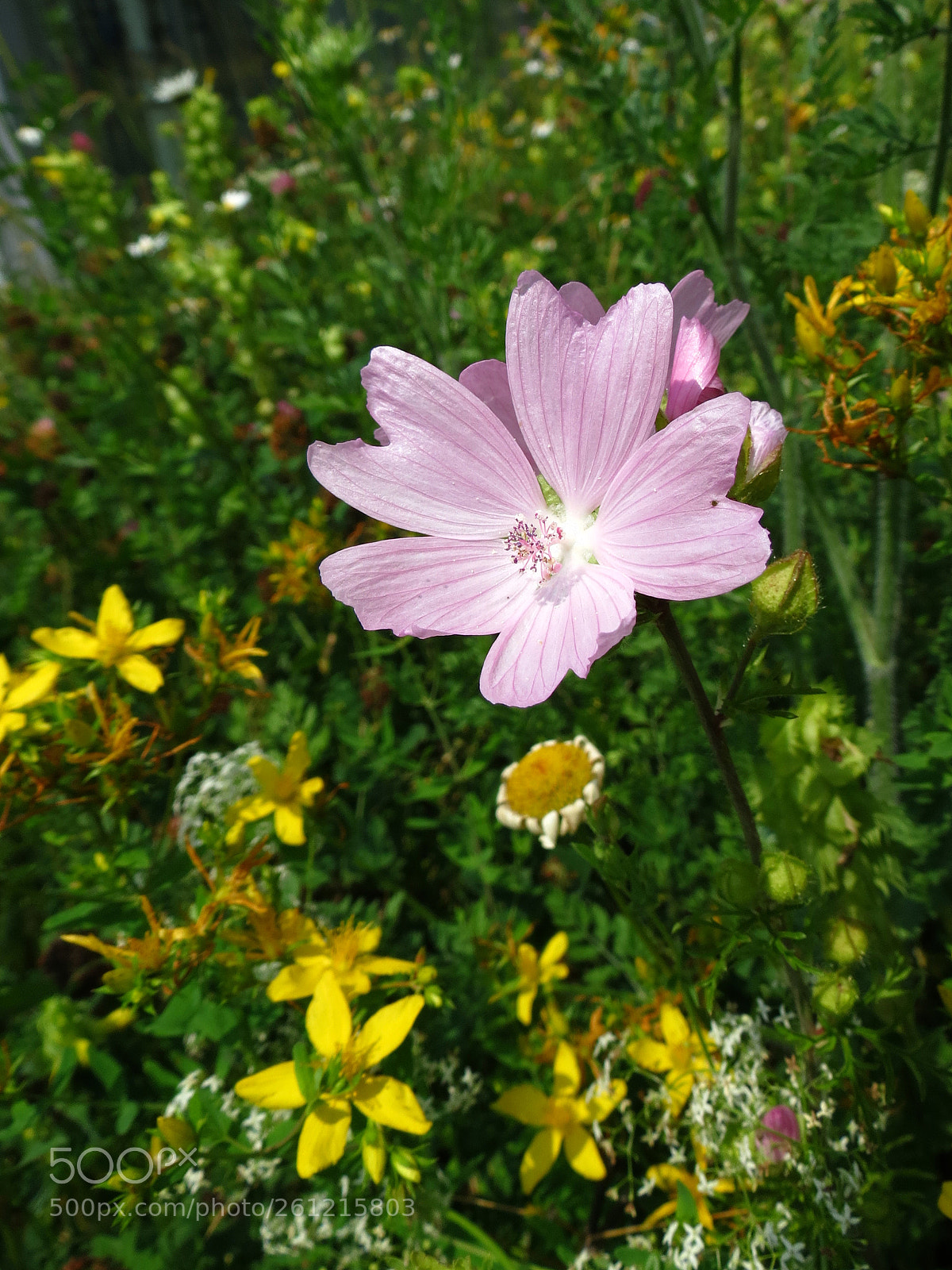 Canon PowerShot SX40 HS sample photo. Malva moschata photography
