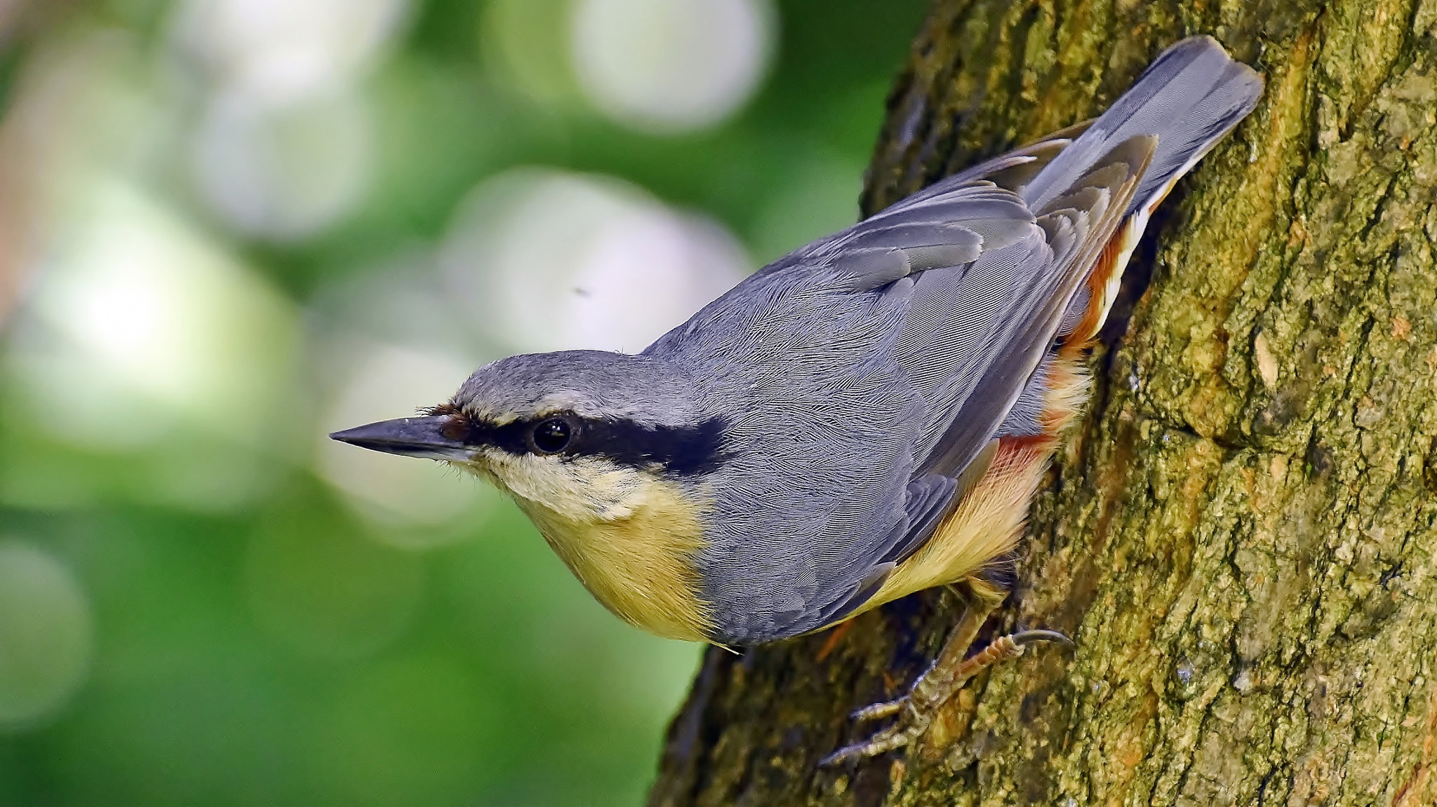 Nikon D7200 sample photo. Nuthatch on hunt... photography