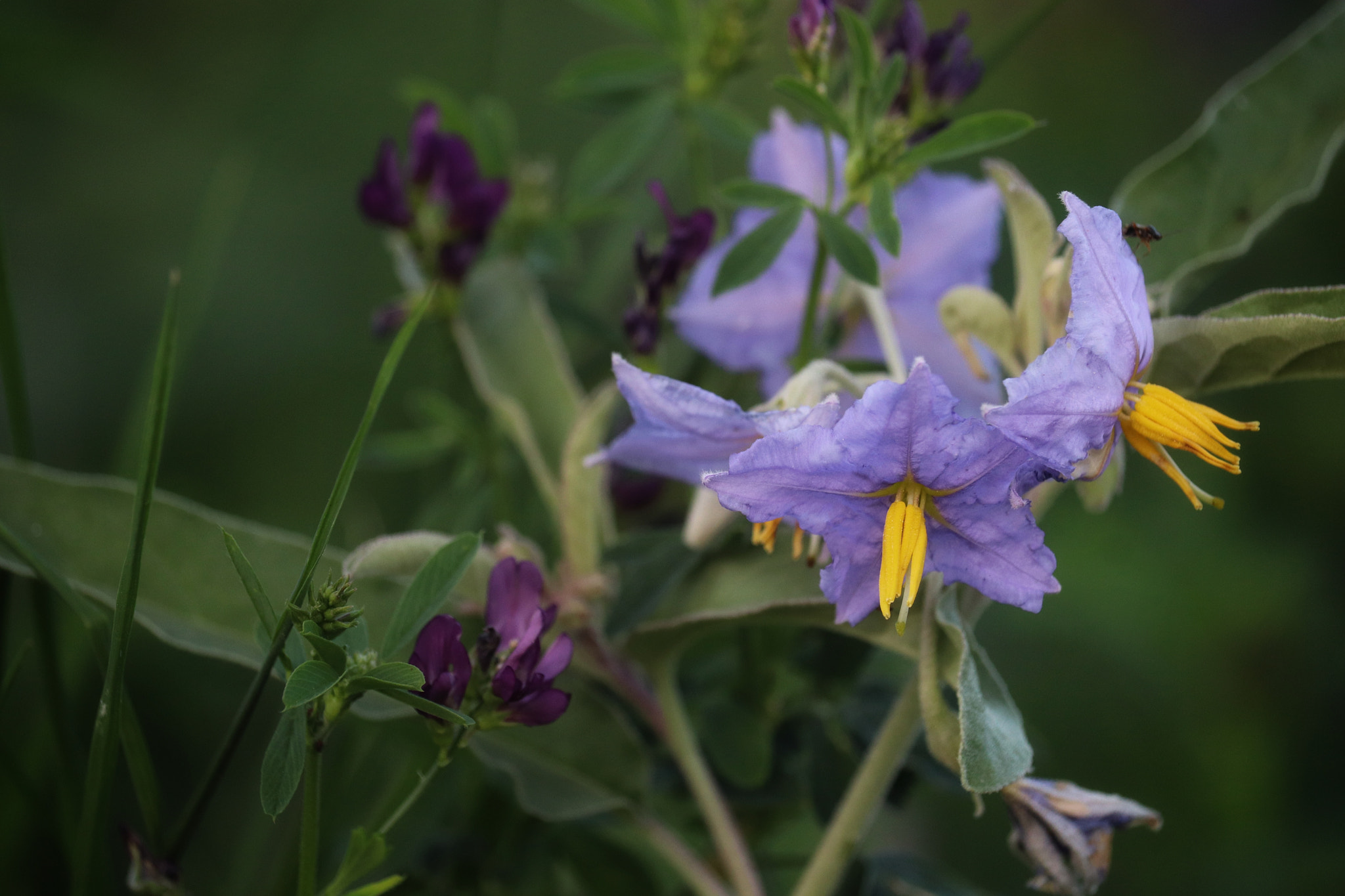 Canon EOS 800D (EOS Rebel T7i / EOS Kiss X9i) sample photo. Purple-yellow photography