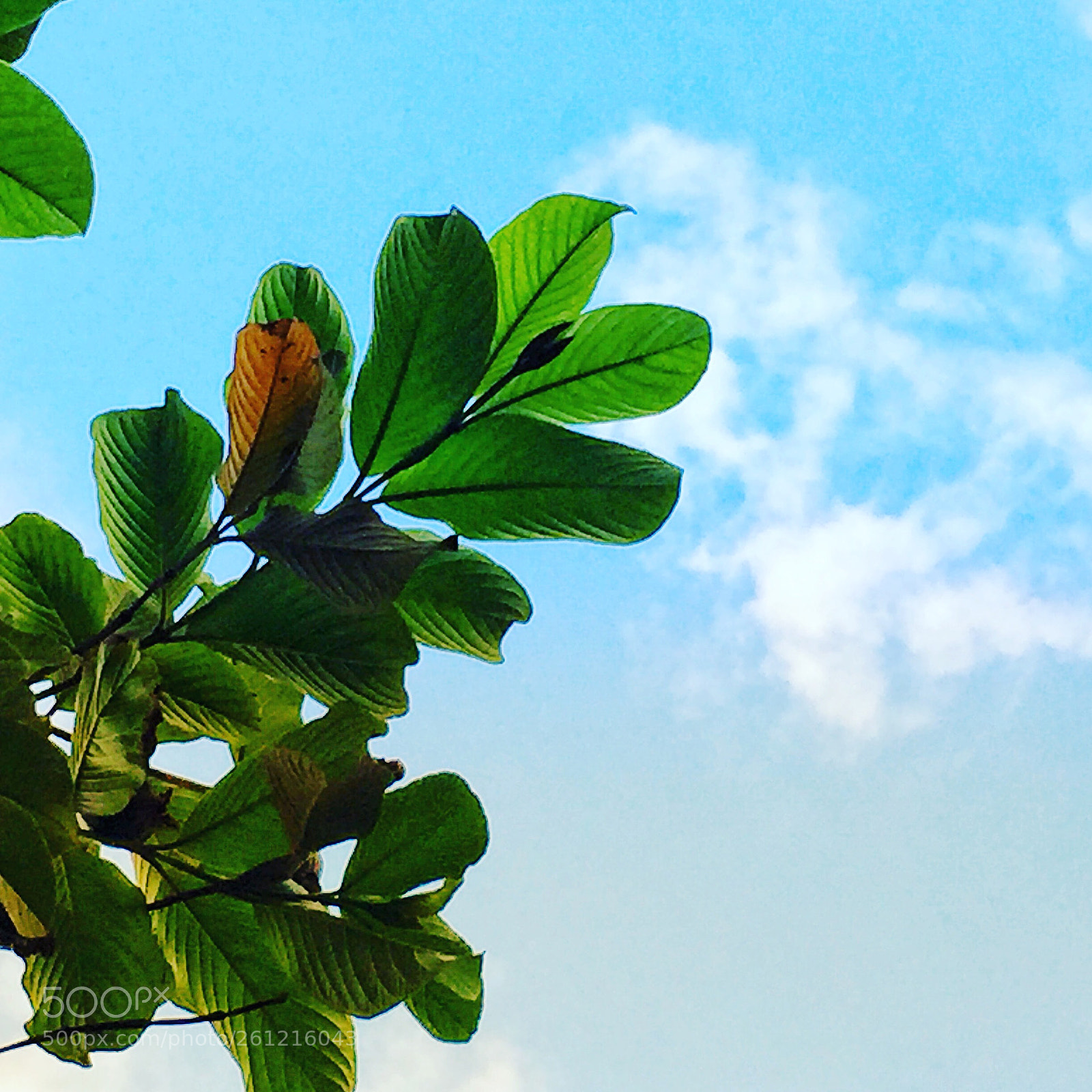 Apple iPhone 6 sample photo. See the beauty of photography