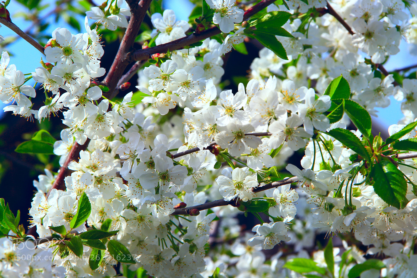 Canon EOS 600D (Rebel EOS T3i / EOS Kiss X5) sample photo. Blossoming cherry tree. white photography