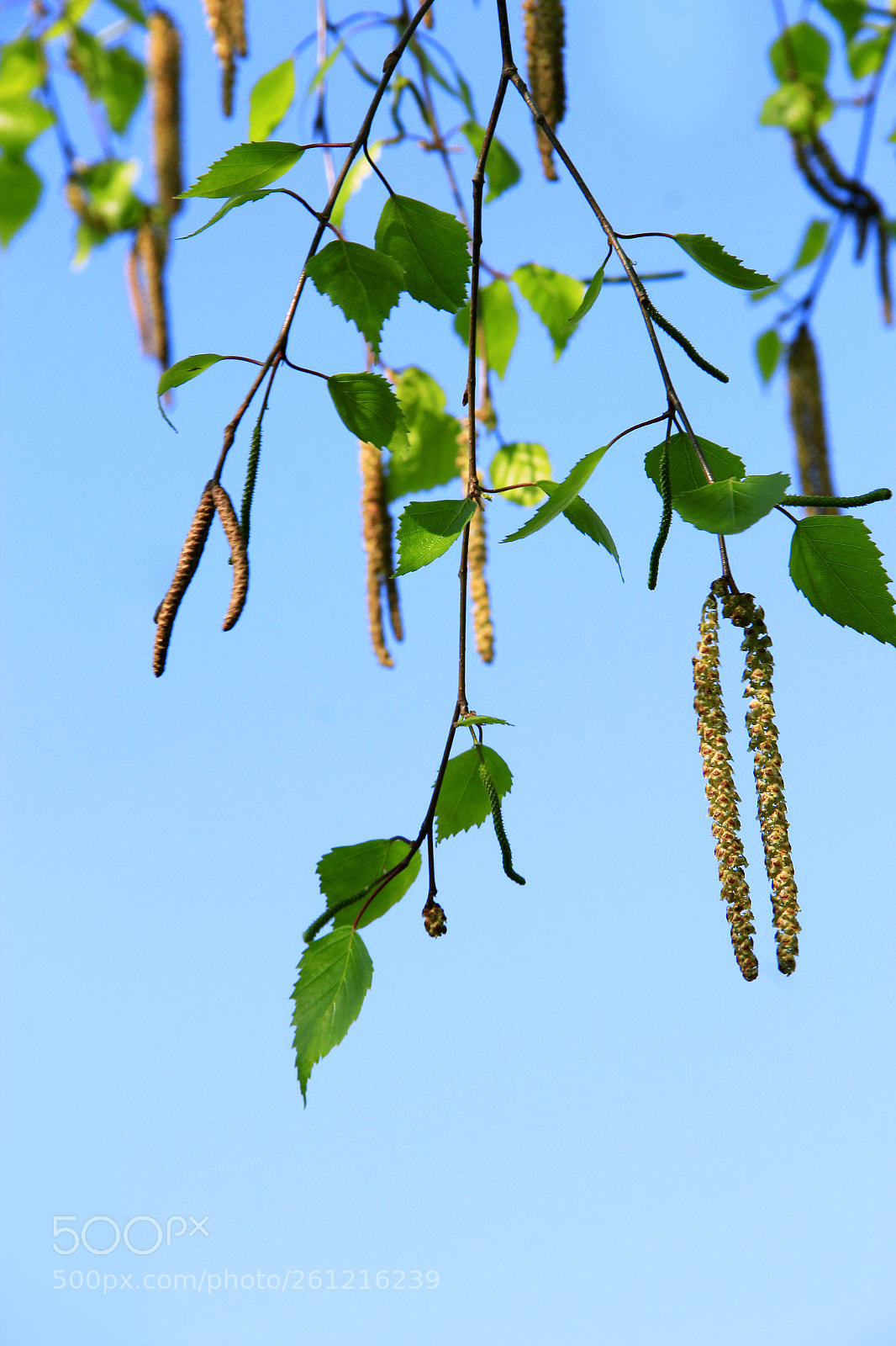 Canon EOS 600D (Rebel EOS T3i / EOS Kiss X5) sample photo. New catkins of birch photography
