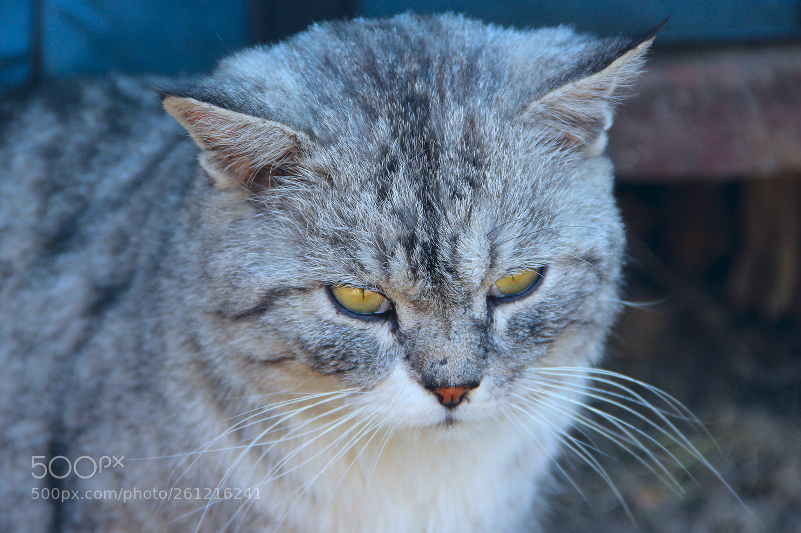 Canon EOS 600D (Rebel EOS T3i / EOS Kiss X5) sample photo. Scottish straight cat. muzzle photography