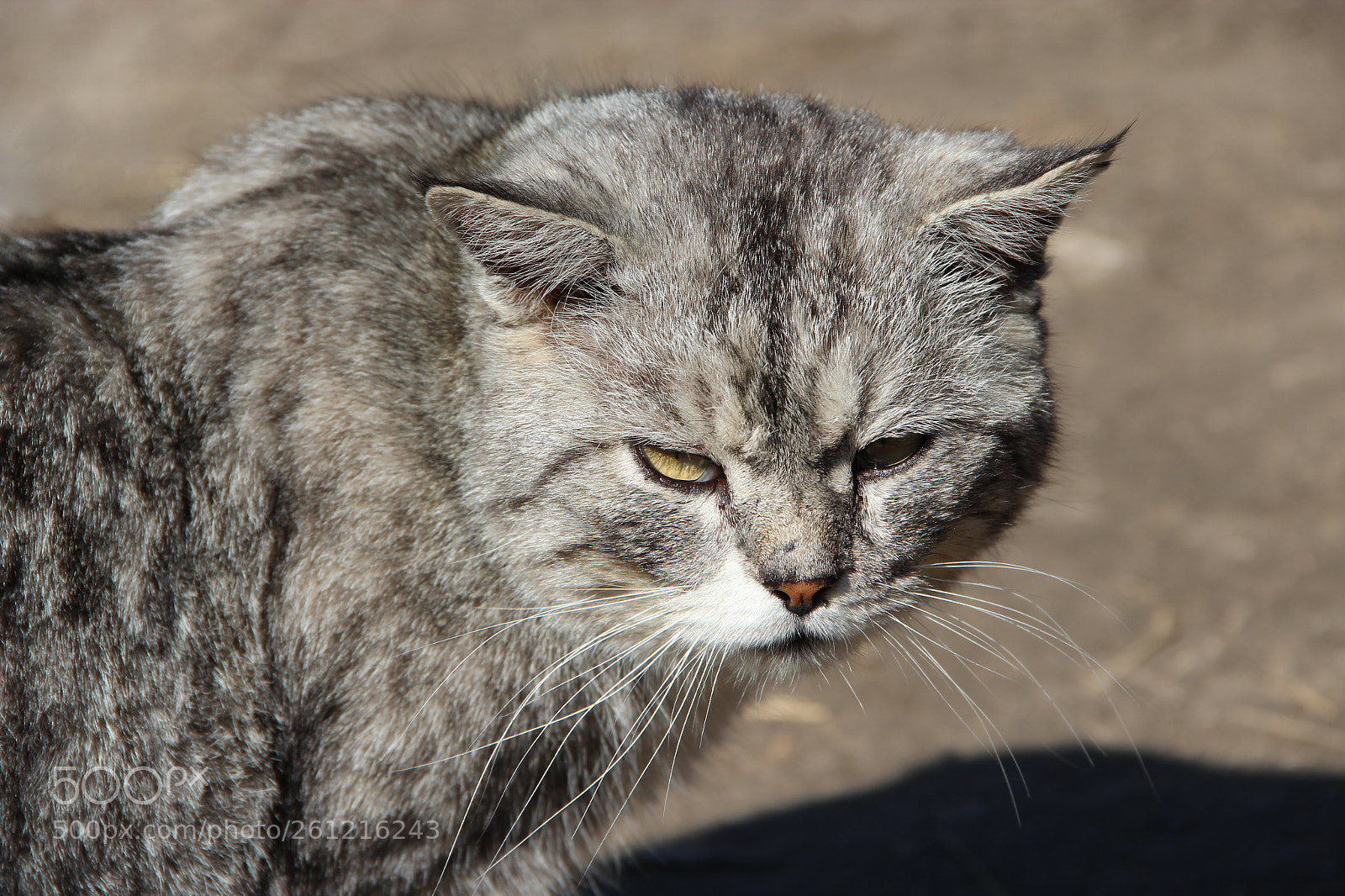 Canon EOS 600D (Rebel EOS T3i / EOS Kiss X5) sample photo. Scottish straight cat looking photography
