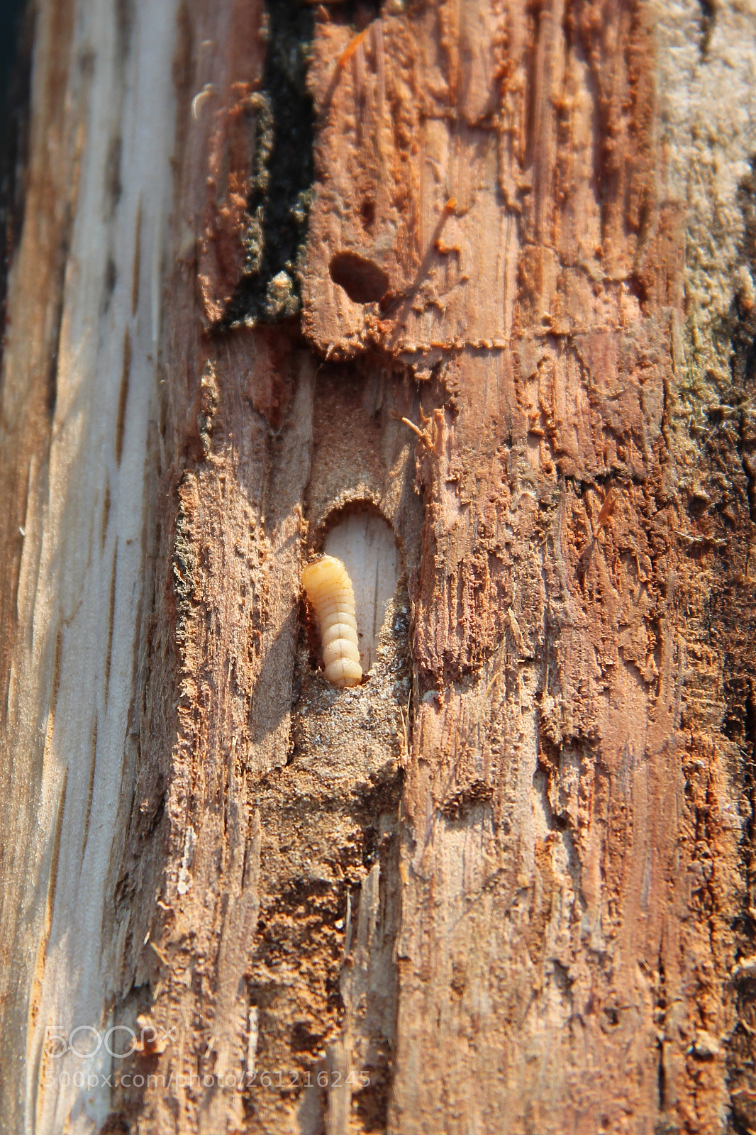 Canon EOS 600D (Rebel EOS T3i / EOS Kiss X5) sample photo. Larva of woodworm lives photography